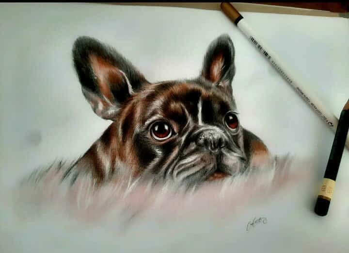 Portret buldoga francuskiego suchymi pastelami